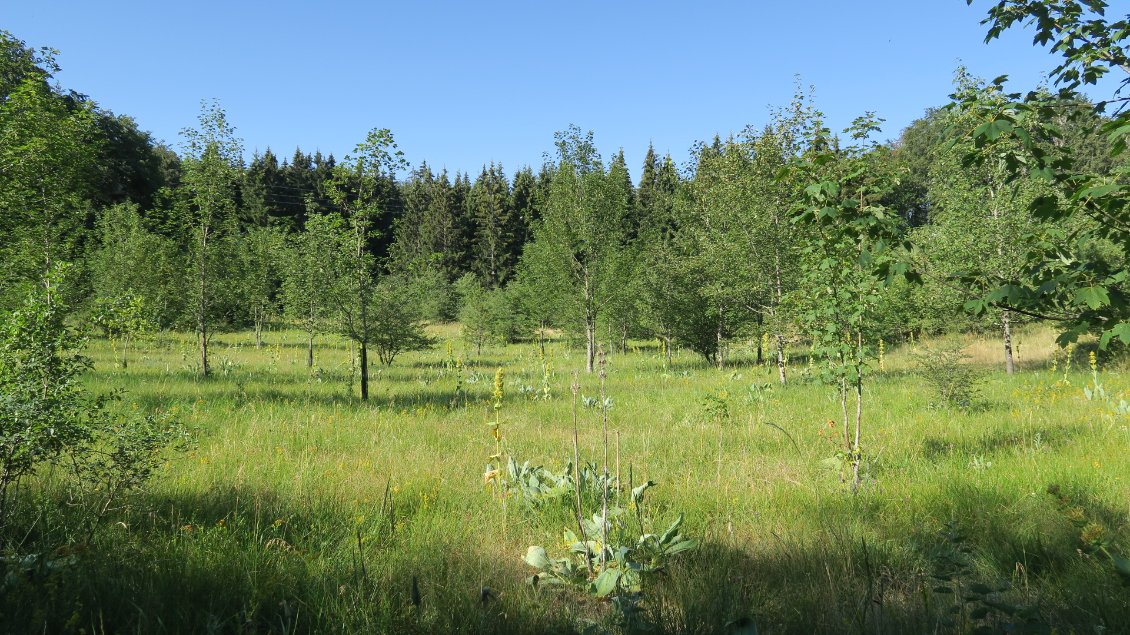 Tourbières et grandes gentianes