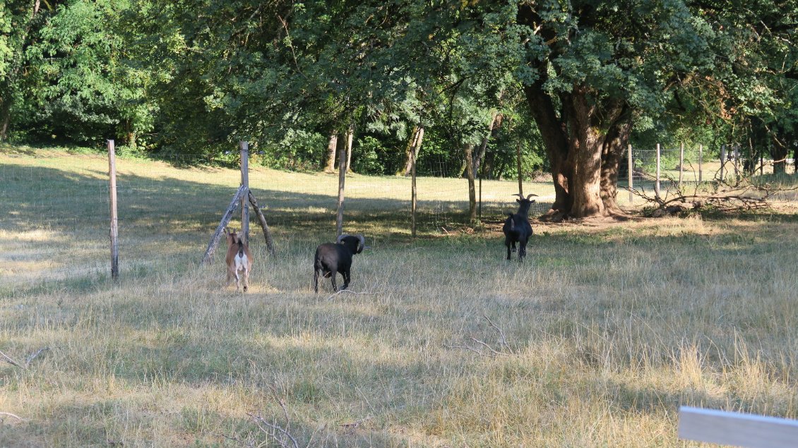 Ce soir les ânes ont des potes chèvres et mouton.