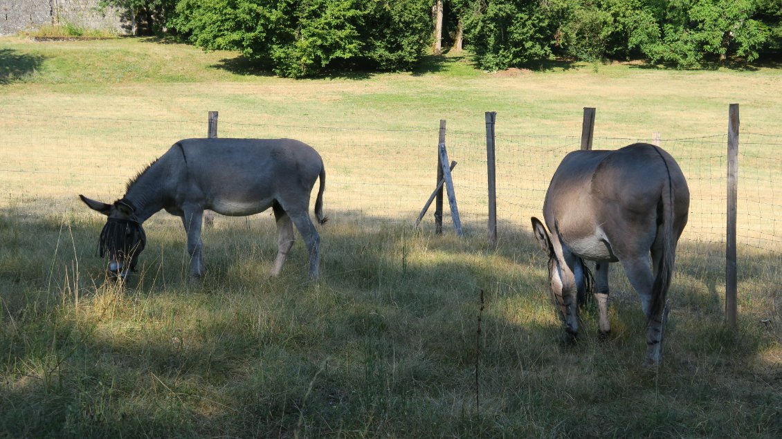 De leur côté, les ânes sont au parc, bien tranquilles
