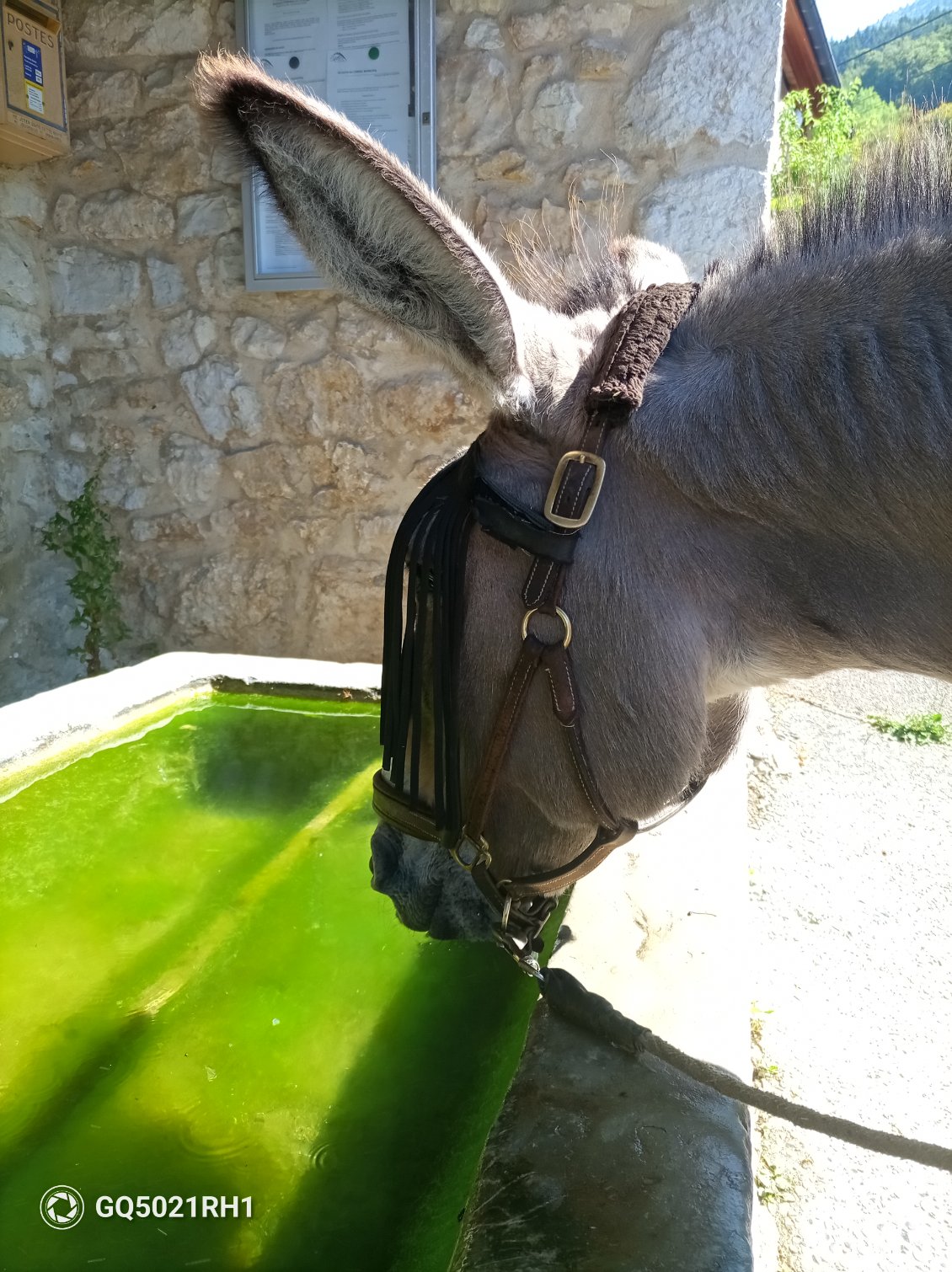 Un grand verre de menthe fraîche pour Vanille. Les ânes boivent beaucoup et la présence des lavoirs en eau est une aubaine