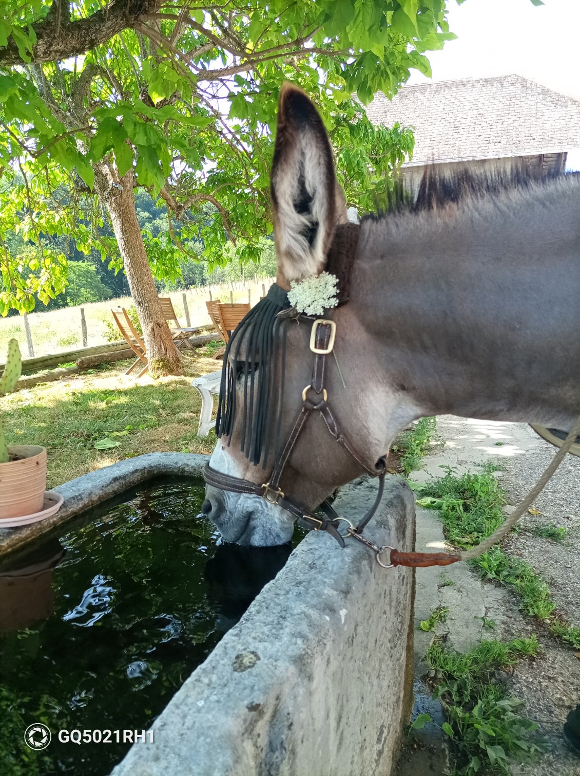 Vanille se délecte dans les bassins d'eau fraîche