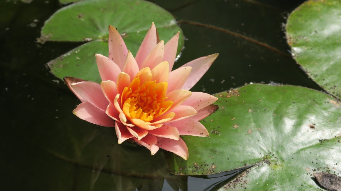 Racines en terre, tiges dans l'eau, feuille à l'air et fleur au soleil, le nénuphar et les quatre éléments
