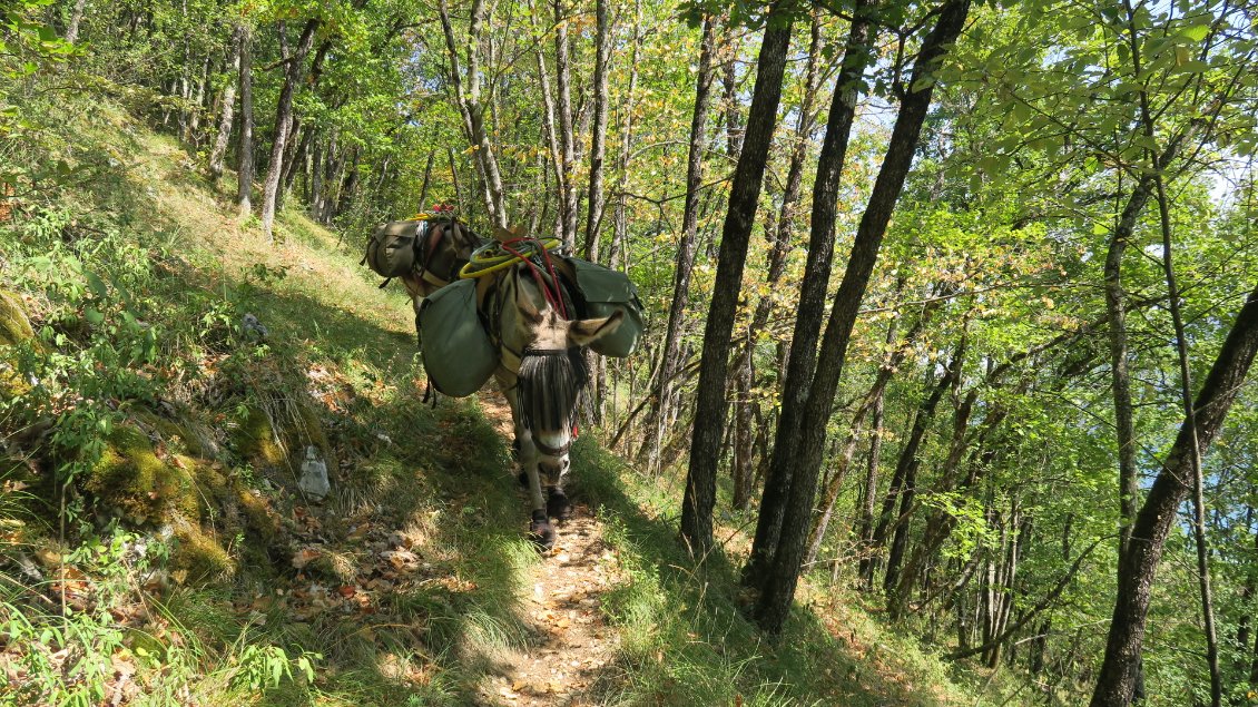 Petit sentier muletier parfait pour Pépito et Vanille.
Les ânes posent les sabots sur une ligne, il leur faut seulement 30 cm de large pour trouver leurs appuis. Ils sont de fait des champions en montagne