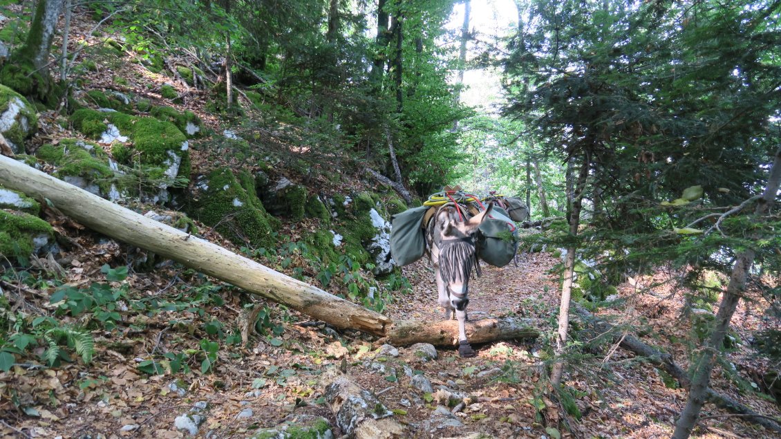 Le très beau chemin " Sainte Catherine" pour atteindre le Semnoz