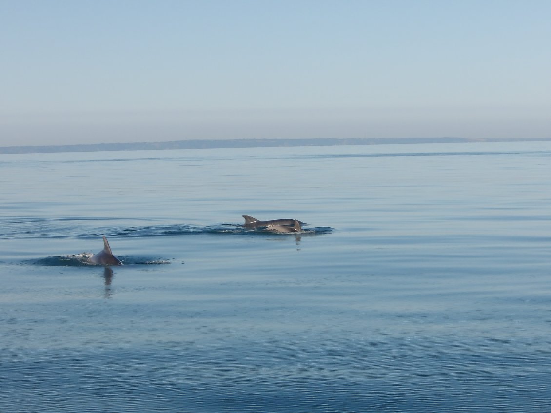 Des dauphins !??