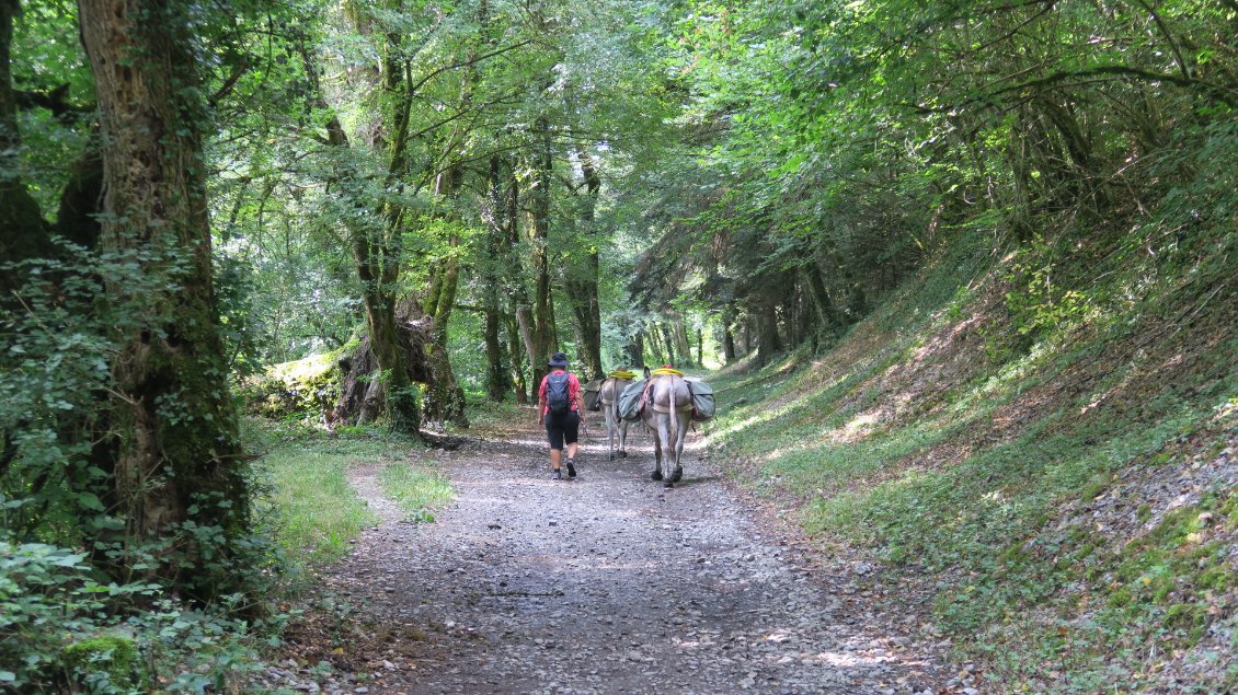 Dans la marais de Giez