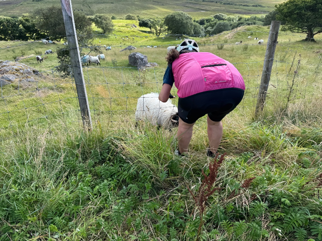 Sauvetage d’un mouton dont les cornes sont coincés dans le grillage, pas facile