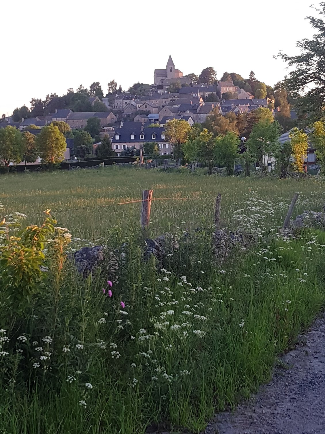 Termes dans le soleil levant.