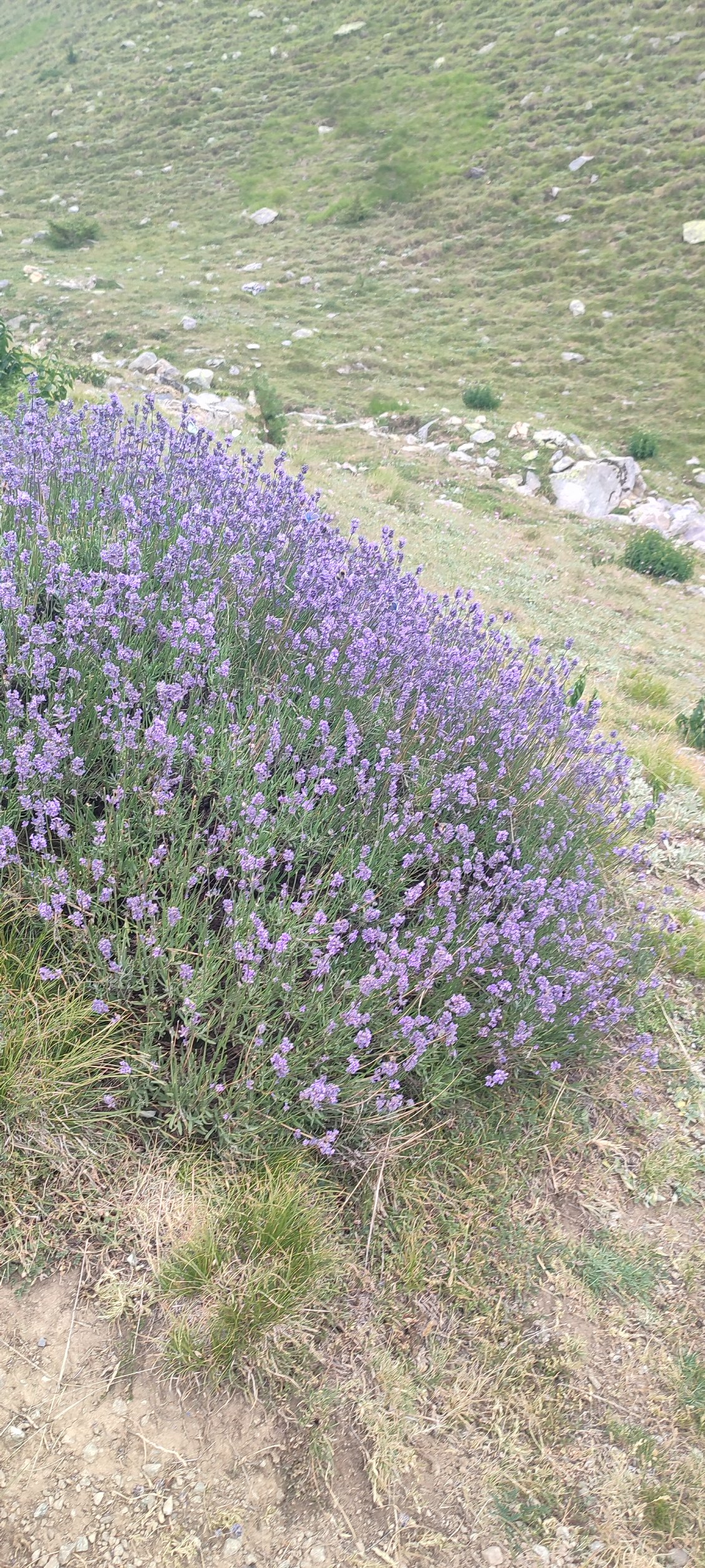 Lavande du sud