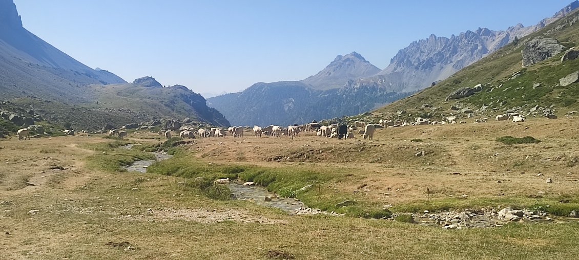 Benèze les vaches