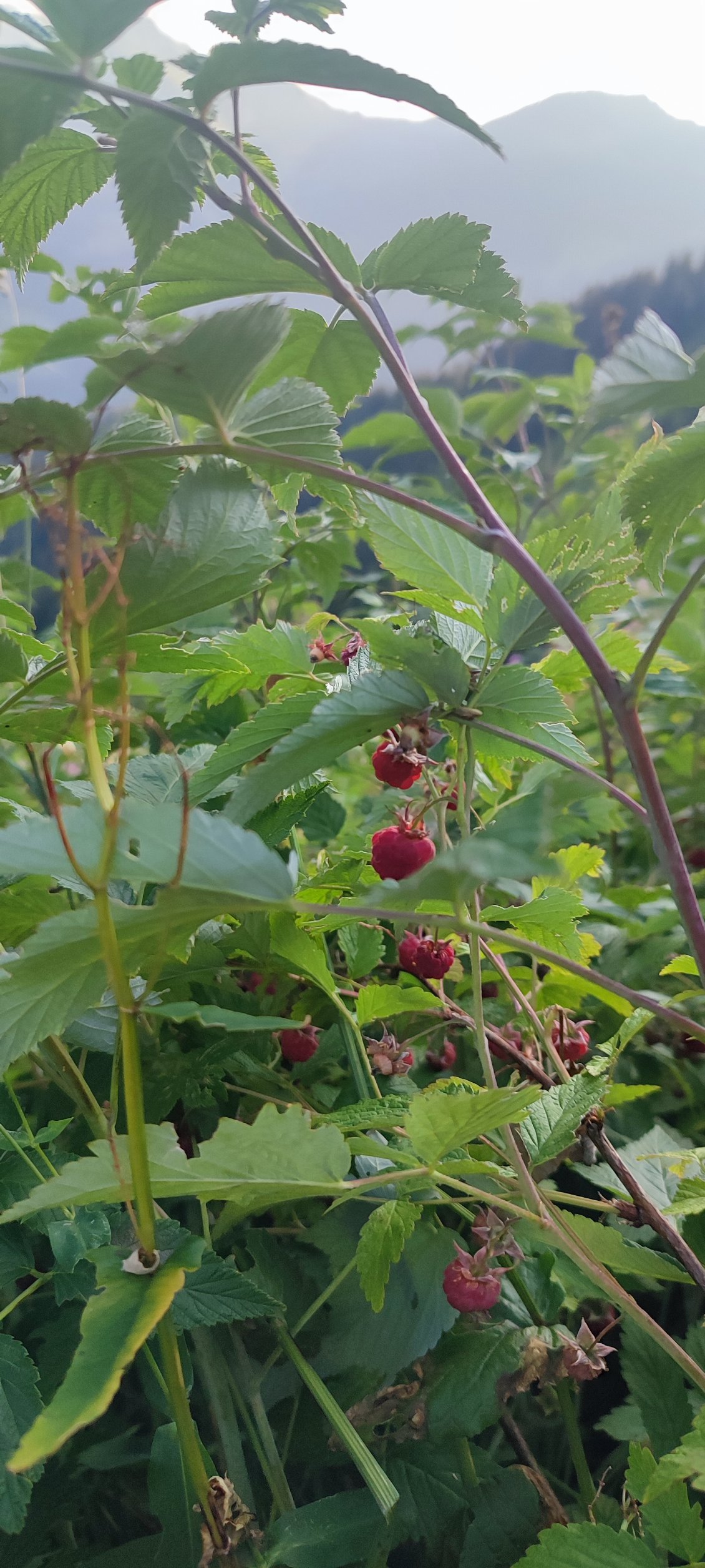 J'en aurais magé des framboises et des myrtilles