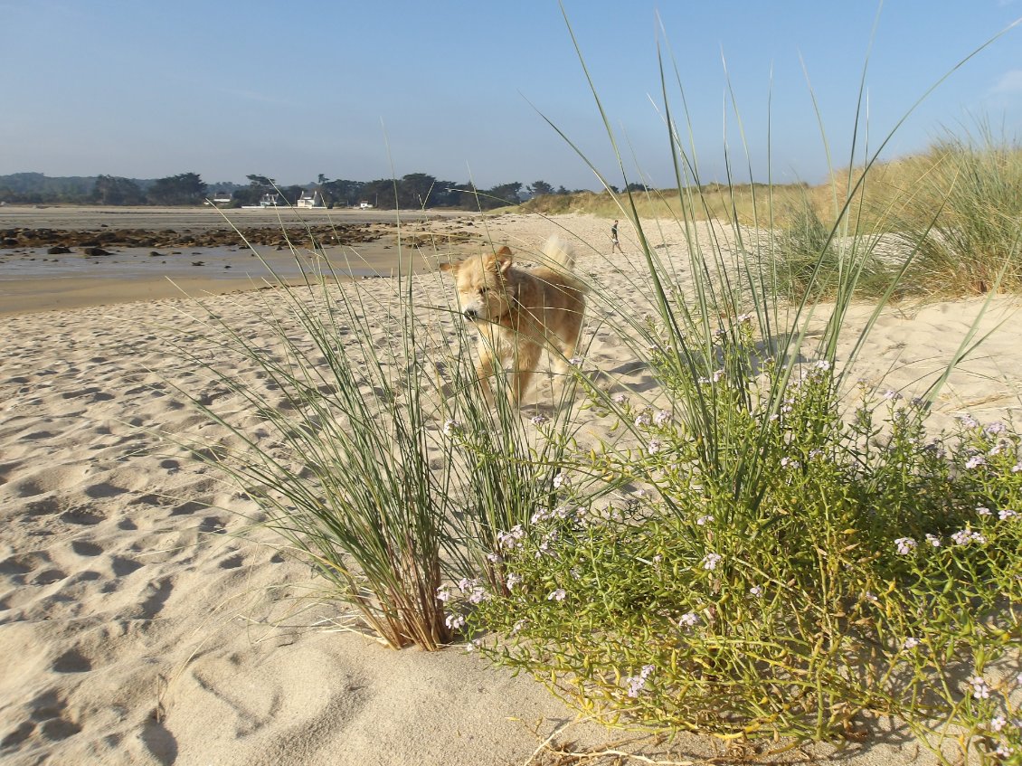 Balade du matin dans les dunes