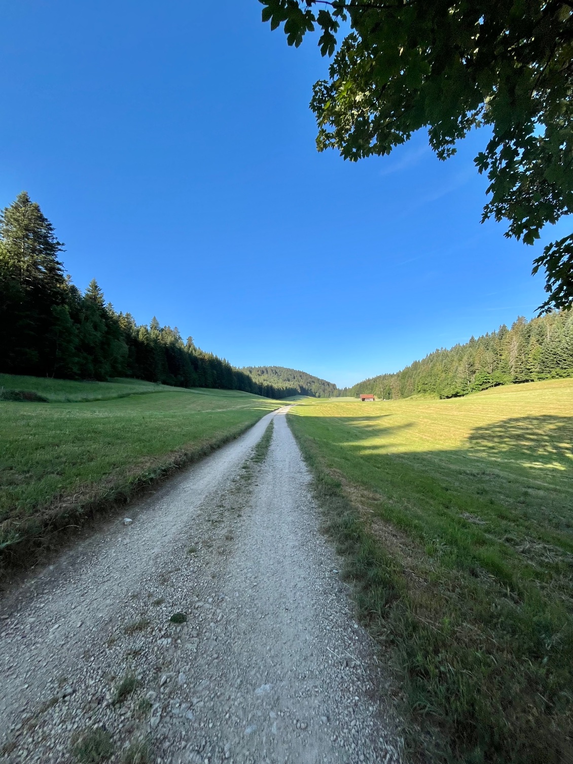 Forêt de Ban