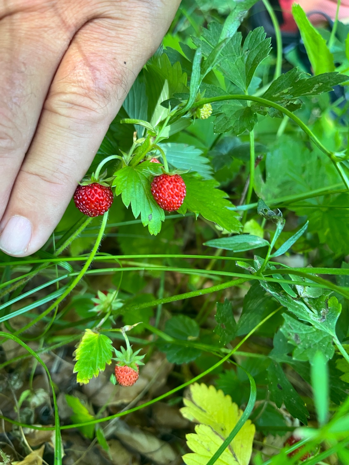 🍓 🍓 🍓🍓🍓🍓🍓🍓🍓🤩