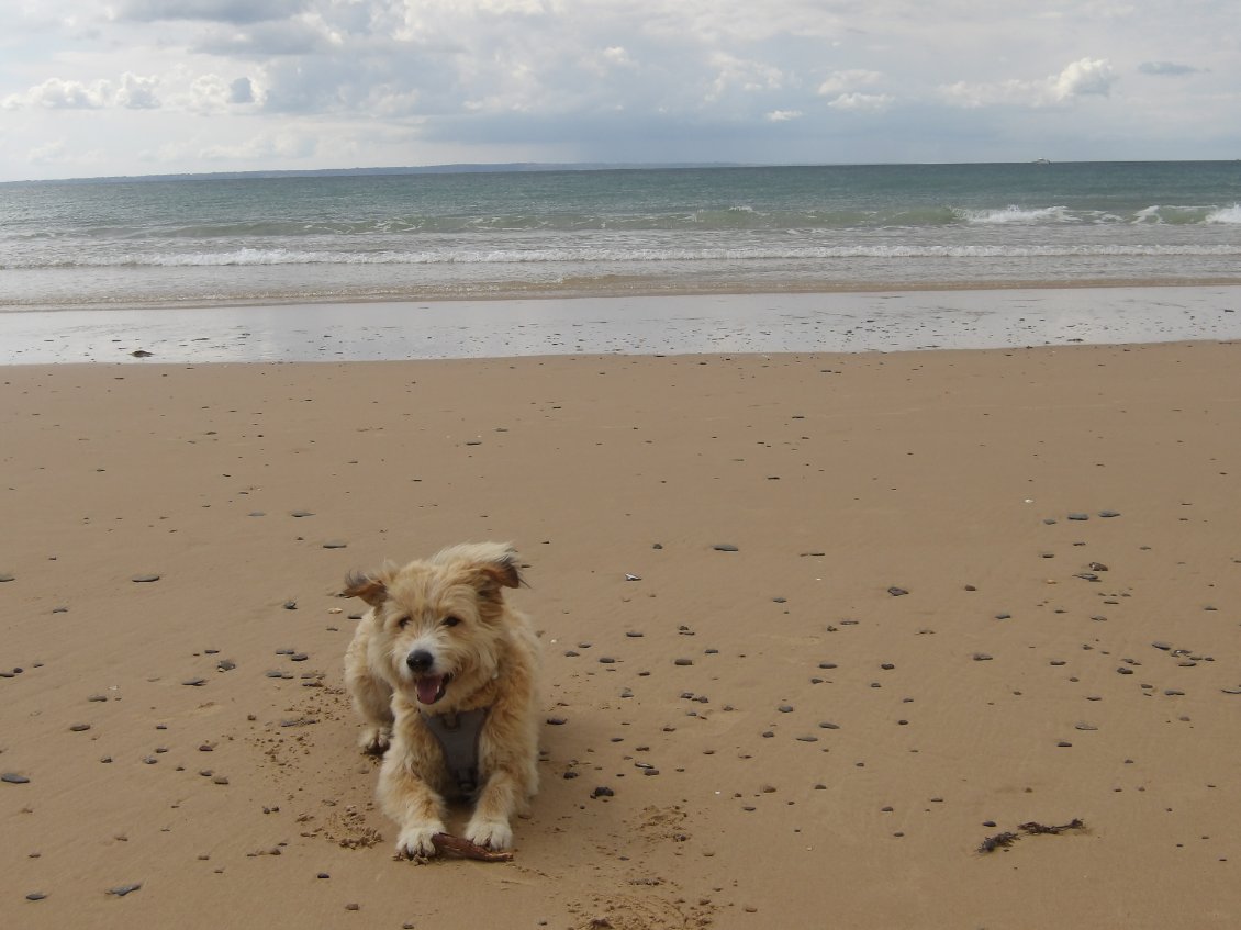 Woufi wouf Rita sur sa plage préférée de Portbail immmmmmeeeense avec Jersey en fond