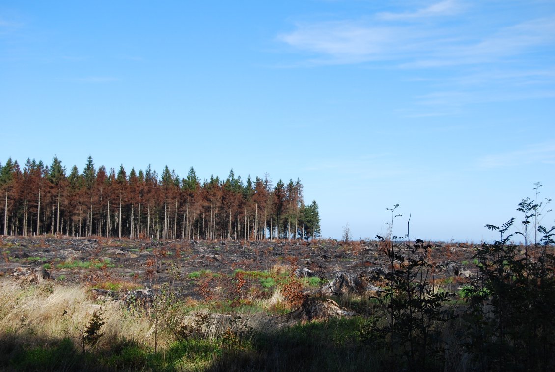 La désolation après l'incendie