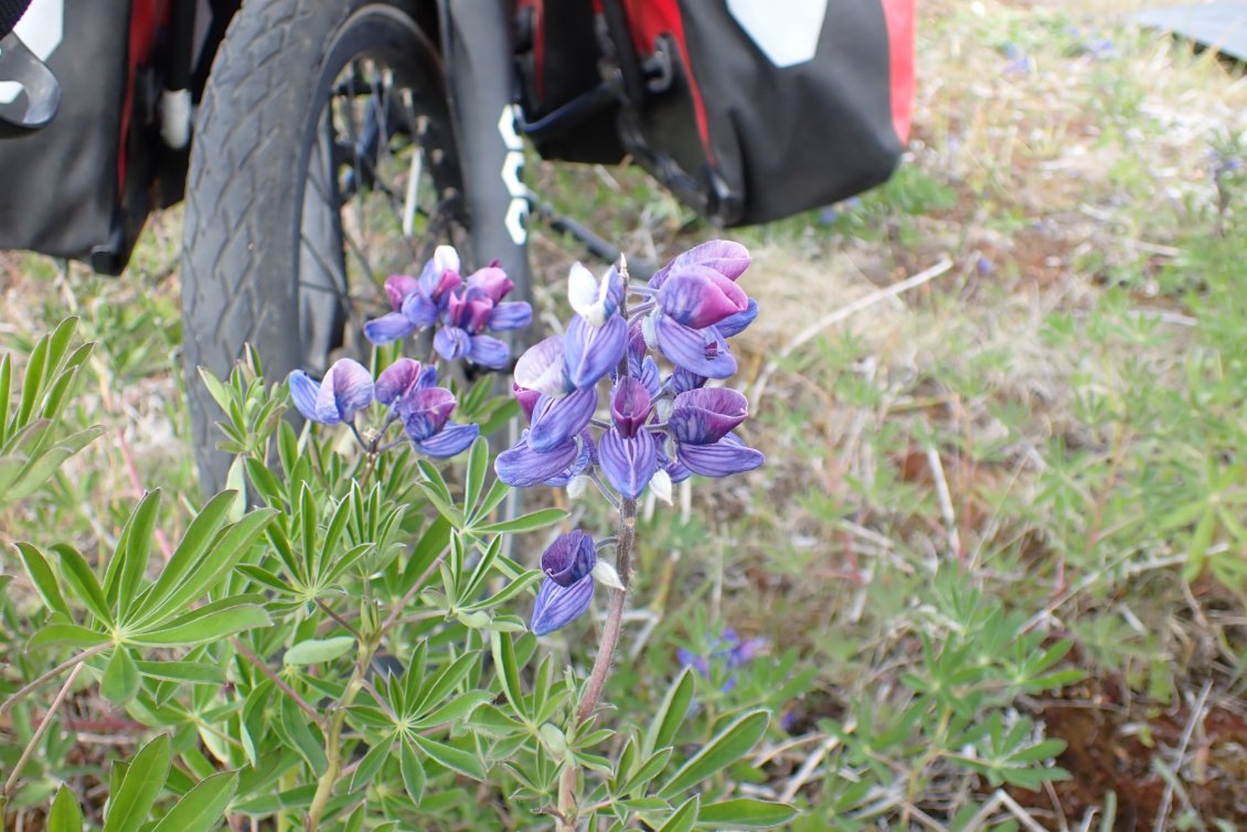 Le lupin d'Alaska qui envahit toute l'Islande